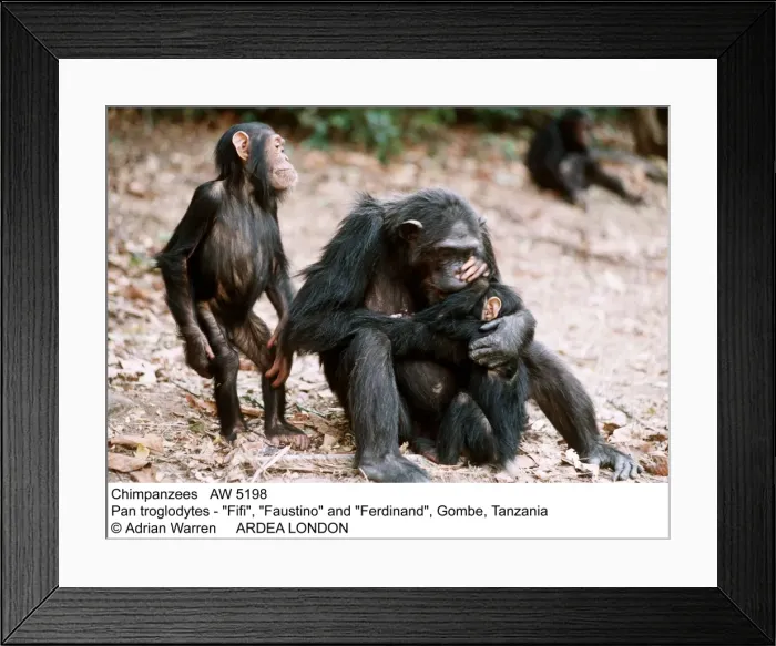 Framed Print : Picture No. 10848676 Framed Print : Picture No. 10848676