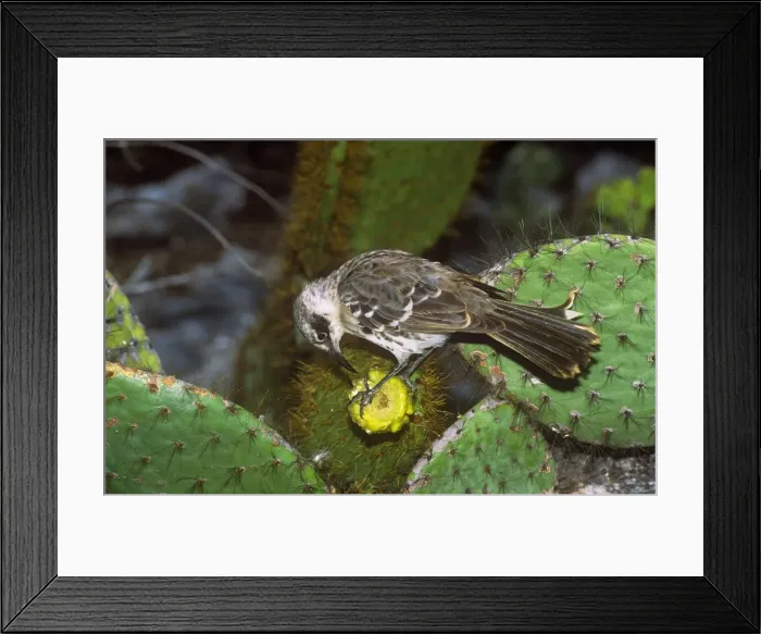 Framed Print : Picture No. 10848527 Framed Print : Picture No. 10848527
