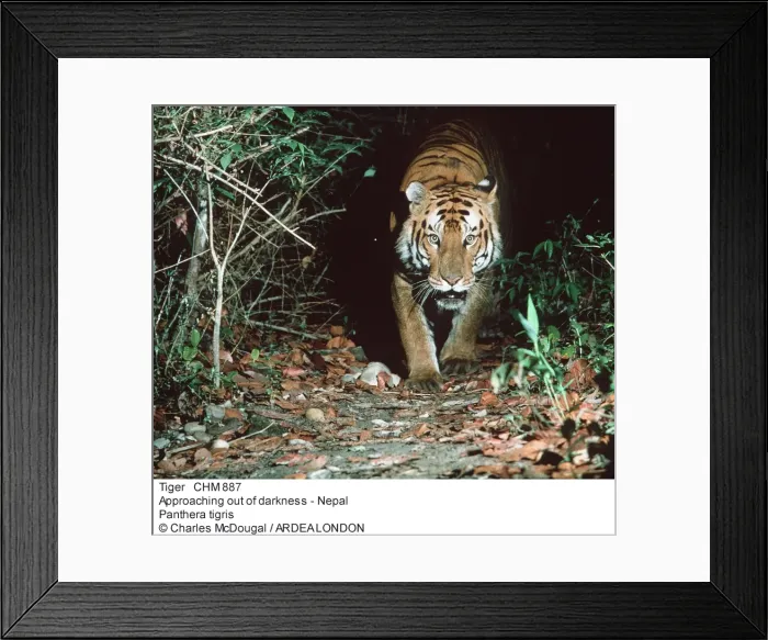 Framed Print : Picture No. 10849017 Framed Print : Picture No. 10849017