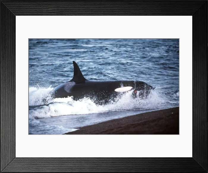Framed Print : Picture No. 10848550 Framed Print : Picture No. 10848550