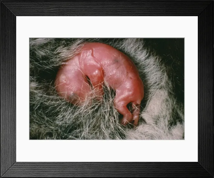 Framed Print : Picture No. 10848545