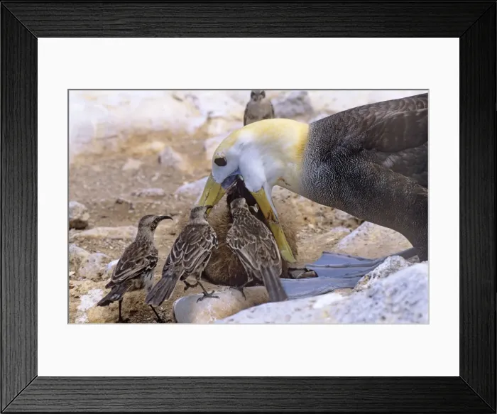 Framed Print : Picture No. 10848518 Framed Print : Picture No. 10848518