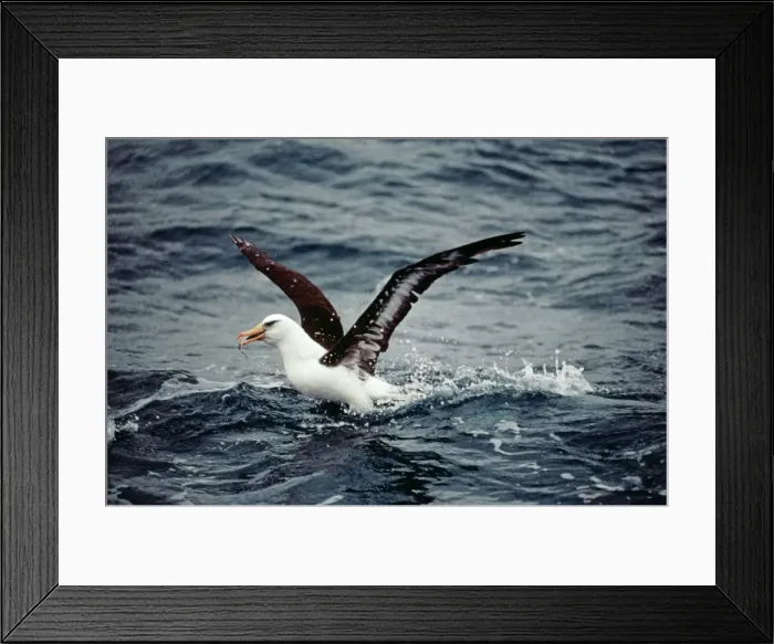 Framed Print : Picture No. 10848475 Framed Print : Picture No. 10848475