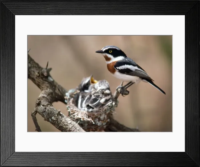 Framed Print : Picture No. 10848866 Framed Print : Picture No. 10848866