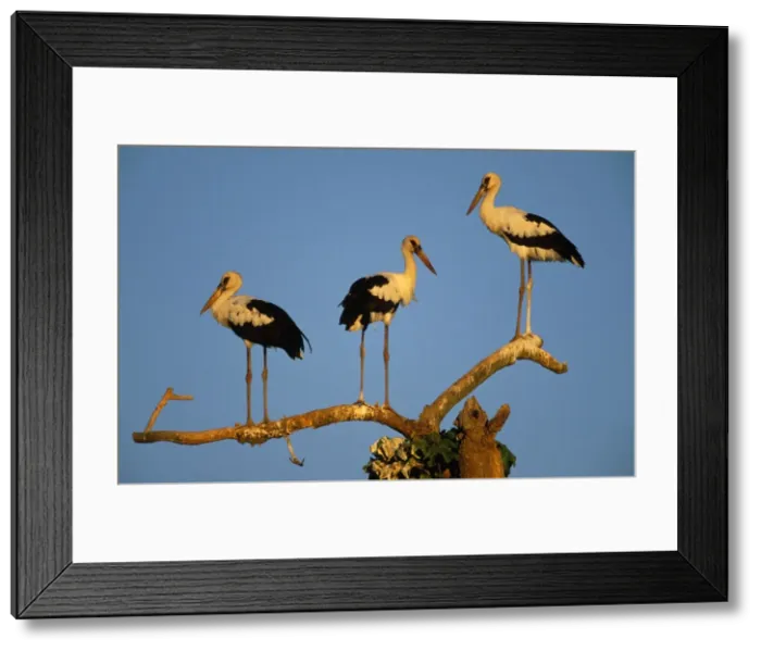 Framed Print : Picture No. 10851060 Framed Print : Picture No. 10851060