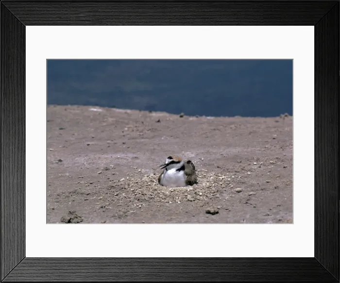 Framed Print : Picture No. 10851289