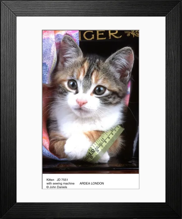 Framed Print : Picture No. 10851714 Framed Print : Picture No. 10851714