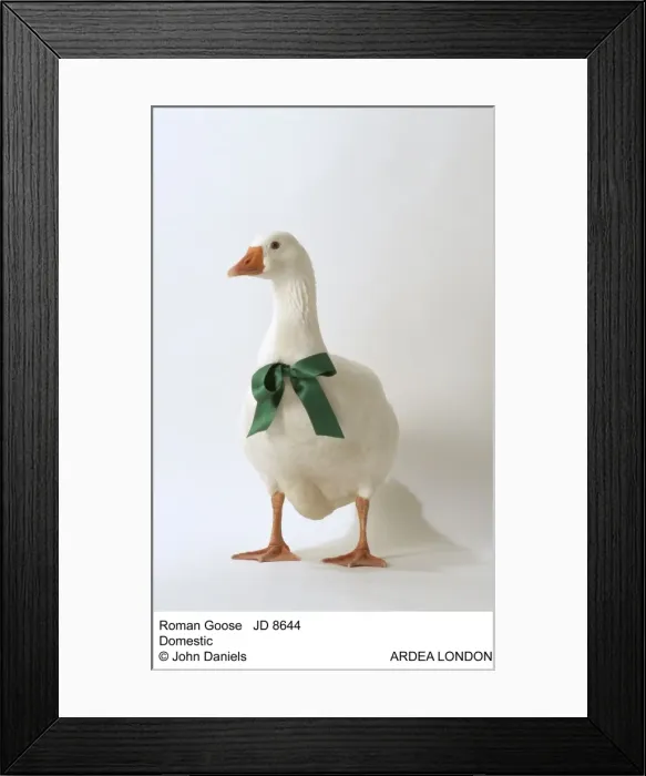 Framed Print : Picture No. 10851729 Framed Print : Picture No. 10851729