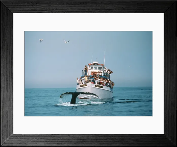 Framed Print : Picture No. 10851026 Framed Print : Picture No. 10851026