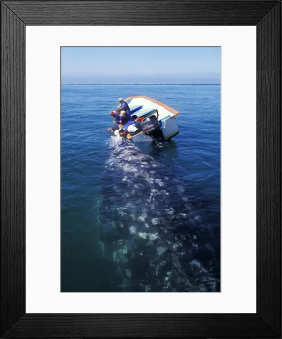 Framed Print : Picture No. 10851032 Framed Print : Picture No. 10851032