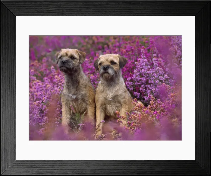 Framed Print : Picture No. 10851750 Framed Print : Picture No. 10851750