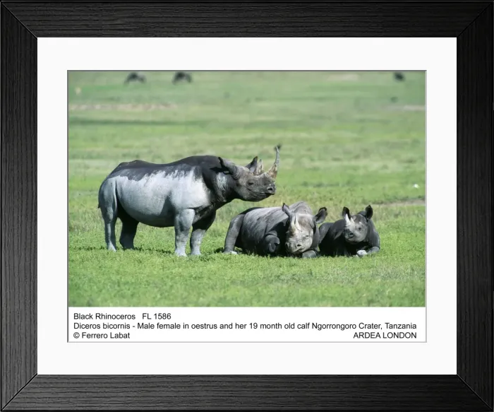 Framed Print : Picture No. 10851101 Framed Print : Picture No. 10851101