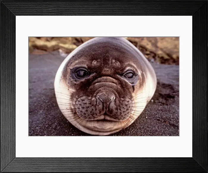 Framed Print : Picture No. 10848467 Framed Print : Picture No. 10848467