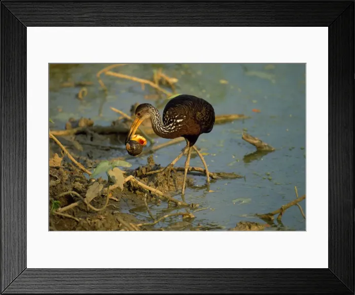 Framed Print : Picture No. 10850950