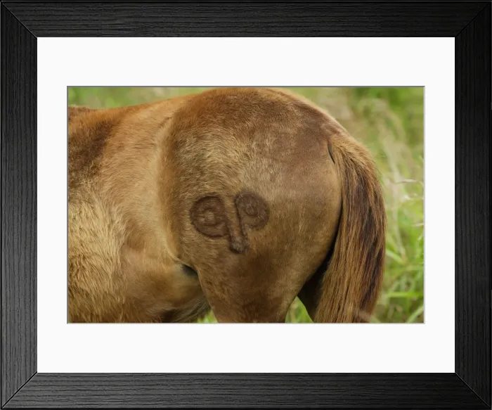 Framed Print : Picture No. 10861952 Framed Print : Picture No. 10861952