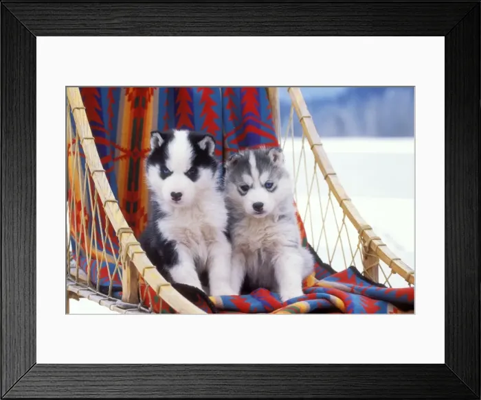 Framed Print : Picture No. 10857950 Framed Print : Picture No. 10857950