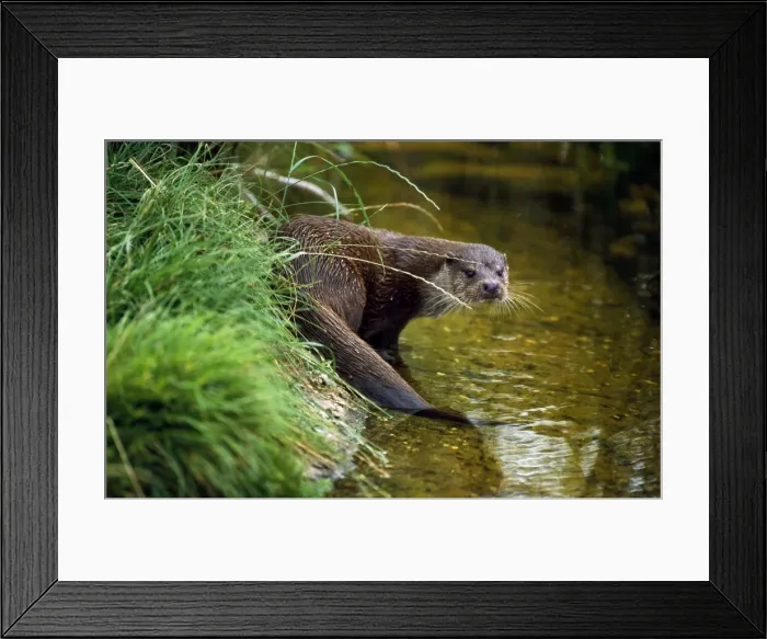Framed Print : Picture No. 10857440 Framed Print : Picture No. 10857440