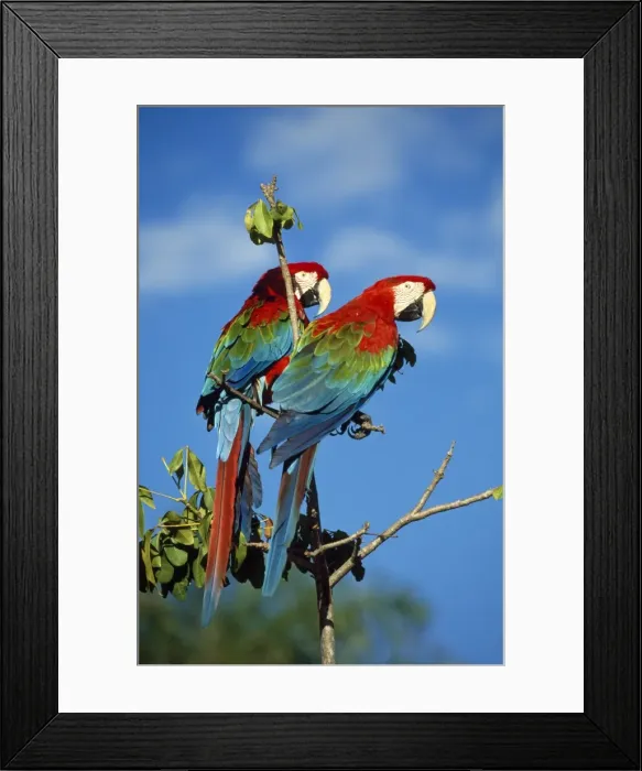 Framed Print : Picture No. 10857284 Framed Print : Picture No. 10857284