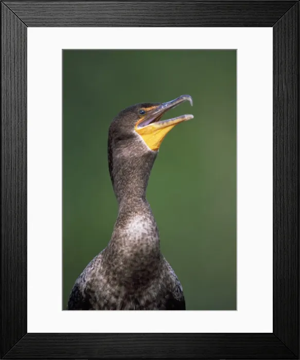 Framed Print : Picture No. 10857437 Framed Print : Picture No. 10857437