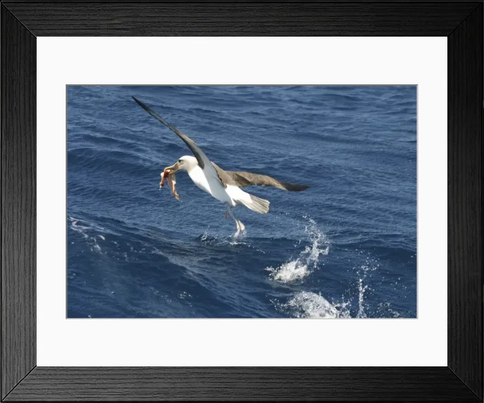 Framed Print : Picture No. 10857935