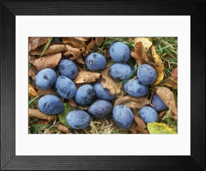 Framed Print : Picture No. 10857487 Framed Print : Picture No. 10857487