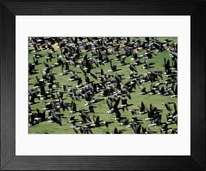 Framed Print : Picture No. 10857728 Framed Print : Picture No. 10857728