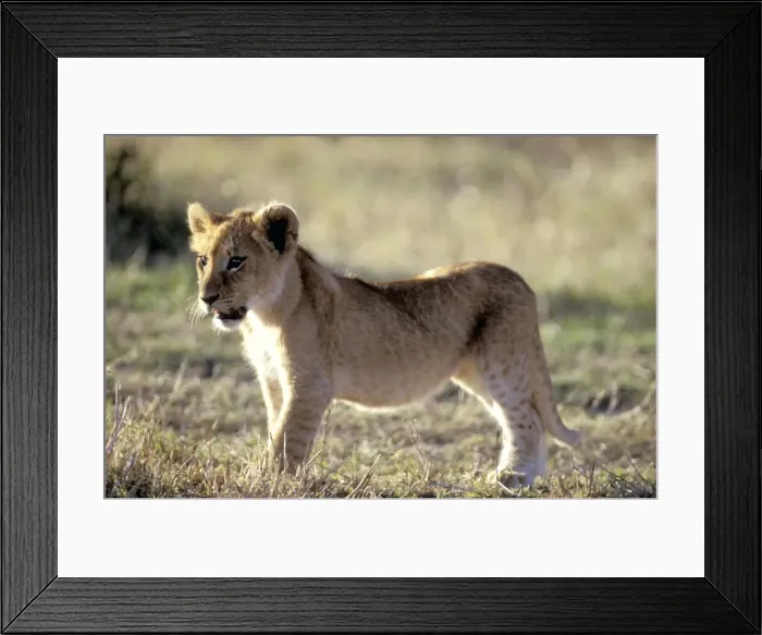 Framed Print : Picture No. 10857961 Framed Print : Picture No. 10857961