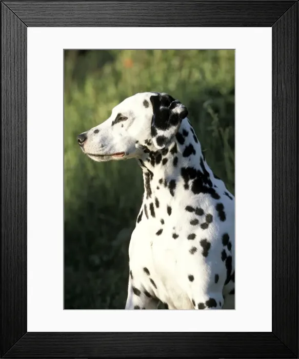 Framed Print : Picture No. 10857963 Framed Print : Picture No. 10857963
