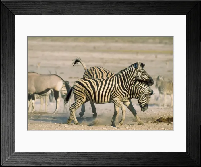 Framed Print : Picture No. 10857379