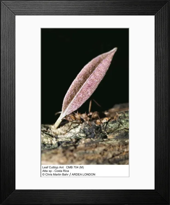 Framed Print : Picture No. 10857237 Framed Print : Picture No. 10857237