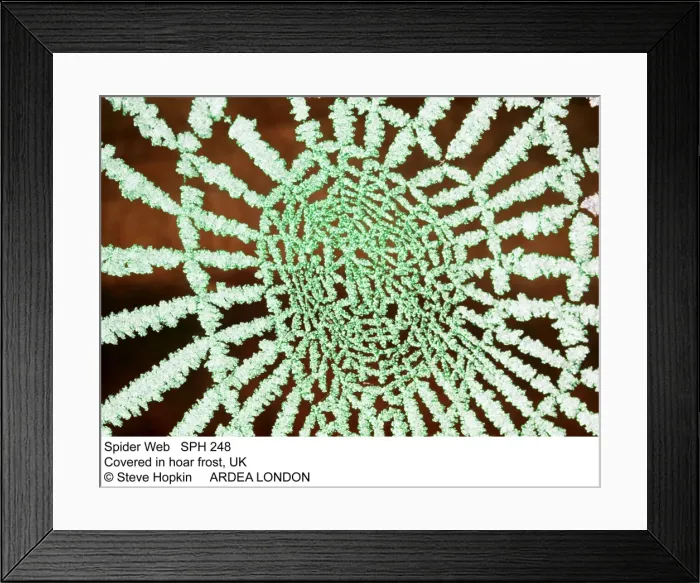 Framed Print : Picture No. 10857240 Framed Print : Picture No. 10857240