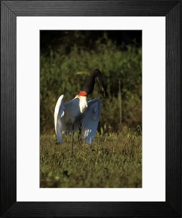 Framed Print : Picture No. 10857445 Framed Print : Picture No. 10857445