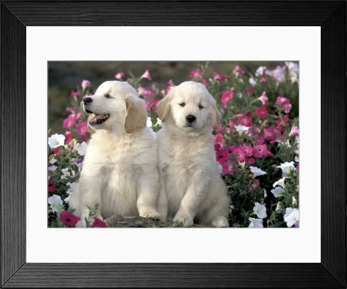 Framed Print : Picture No. 10857960 Framed Print : Picture No. 10857960