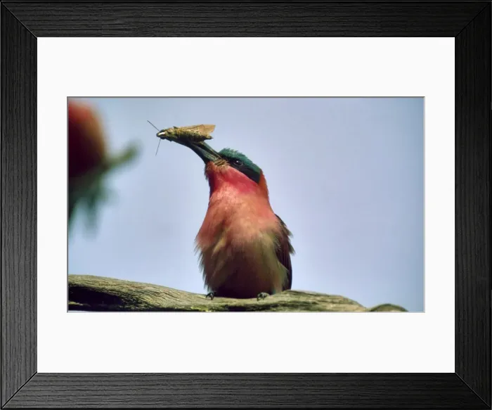Framed Print : Picture No. 10857713 Framed Print : Picture No. 10857713