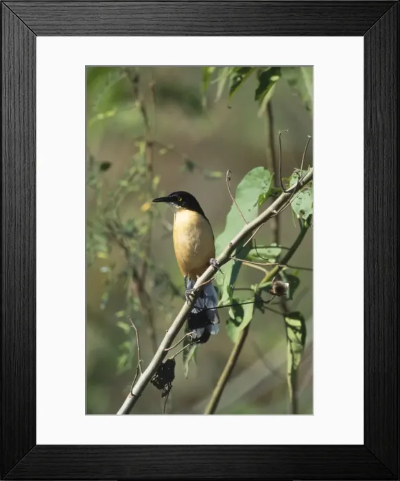 Framed Print : Picture No. 10857441 Framed Print : Picture No. 10857441