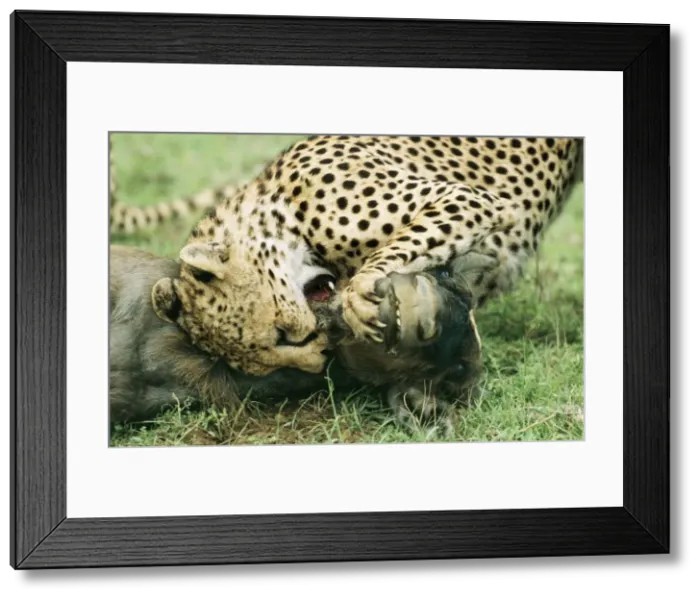 Framed Print : Picture No. 10857341 Framed Print : Picture No. 10857341