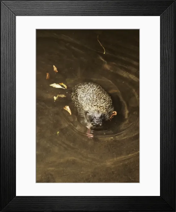 Framed Print : Picture No. 10857242 Framed Print : Picture No. 10857242