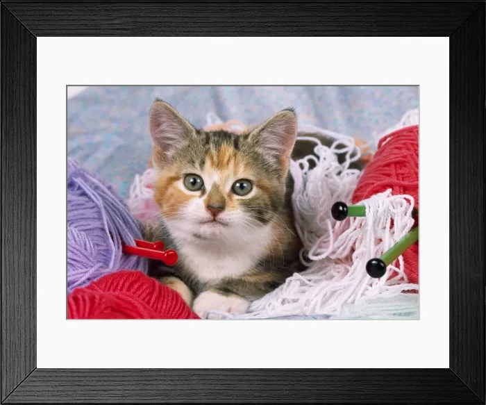 Framed Print : Picture No. 10857323 Framed Print : Picture No. 10857323