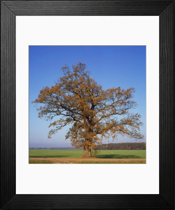 Framed Print : Picture No. 10857700 Framed Print : Picture No. 10857700