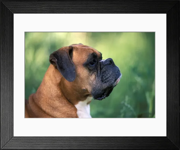 Framed Print : Picture No. 10857957 Framed Print : Picture No. 10857957