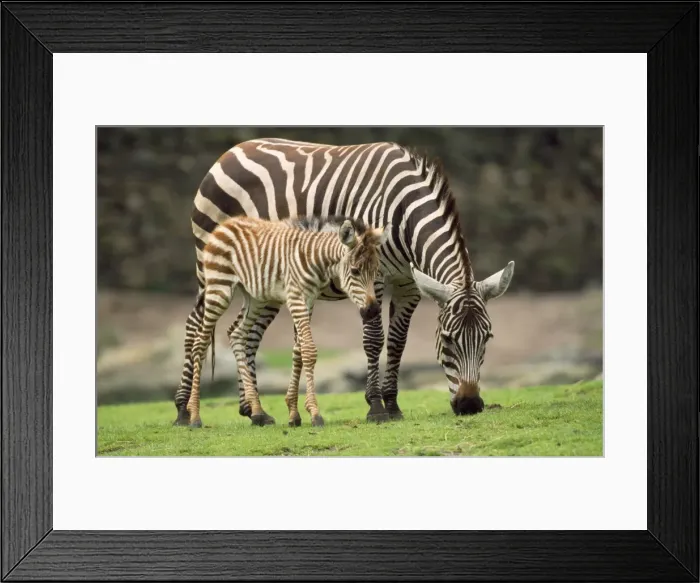 Framed Print : Picture No. 10857726 Framed Print : Picture No. 10857726