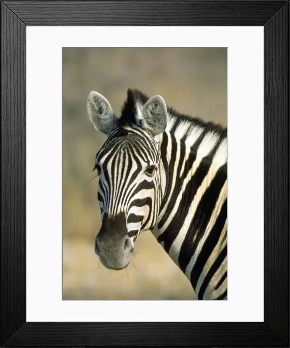 Framed Print : Picture No. 10857377 Framed Print : Picture No. 10857377