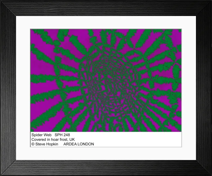 Framed Print : Picture No. 10857239 Framed Print : Picture No. 10857239