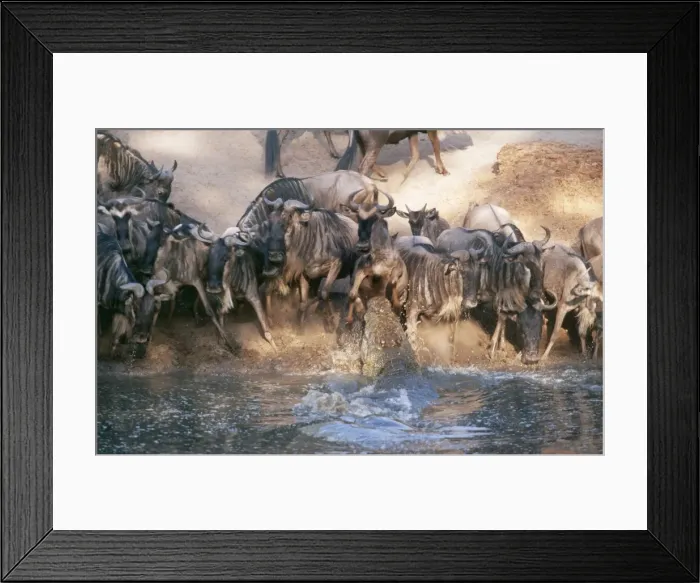 Framed Print : Picture No. 10857316 Framed Print : Picture No. 10857316