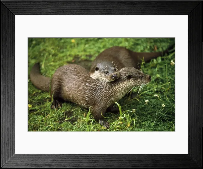 Framed Print : Picture No. 10857439 Framed Print : Picture No. 10857439