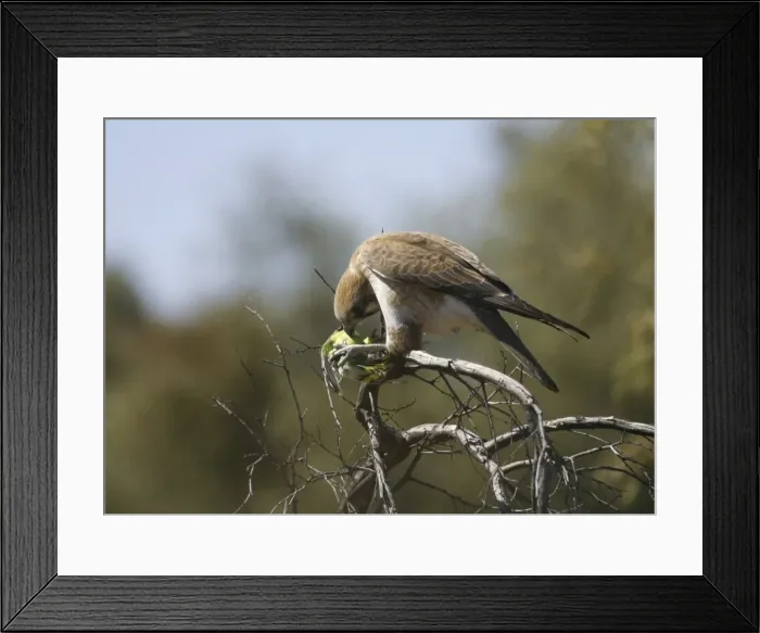 Framed Print : Picture No. 10857535 Framed Print : Picture No. 10857535