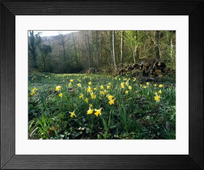 Framed Print : Picture No. 10857277