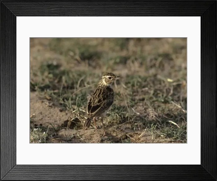 Framed Print : Picture No. 10857452 Framed Print : Picture No. 10857452