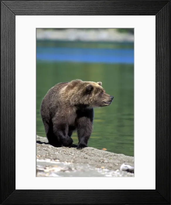 Framed Print : Picture No. 10857958