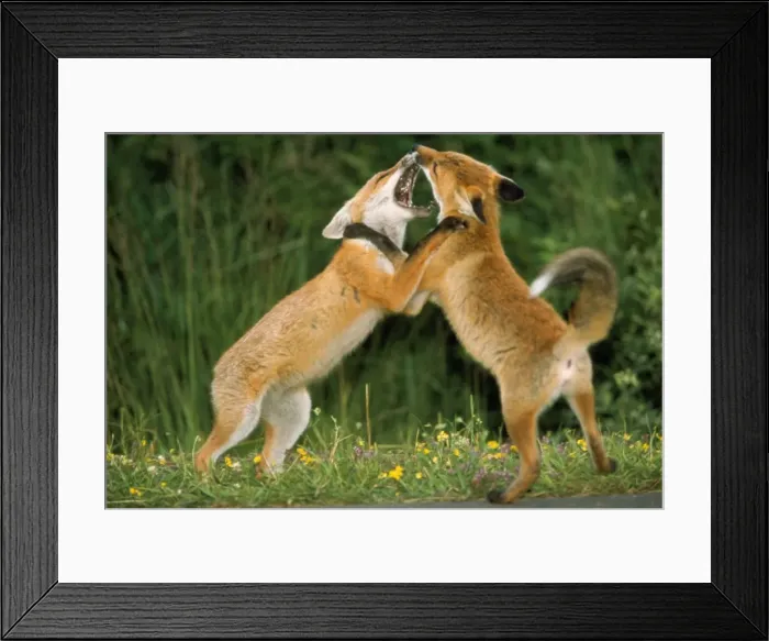 Framed Print : Picture No. 10857585 Framed Print : Picture No. 10857585